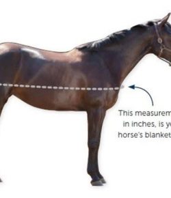 SmartPak Monday Morning Feed: Measuring Your Horse for a Blanket