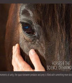 Horses and the Science of Harmony: An Equestrian Documentary