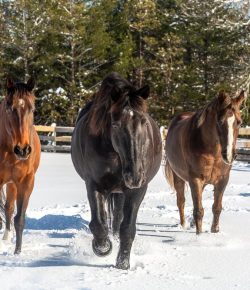 Reader Photo Challenge: Winter Wonderland