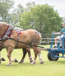 Reader Photo Challenge: Draft Horses