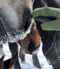 #goriding Grams of the Week