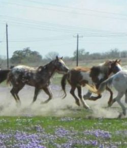 Reader Photo Challenge: Horses in Motion