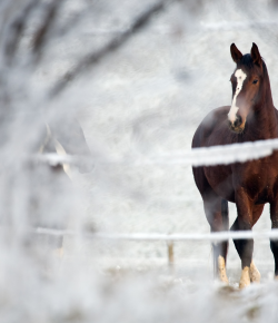 SmartPak Monday Morning Feed: Winter Must-Haves