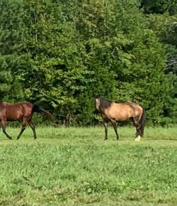 Reader Photo Challenge: The Herd