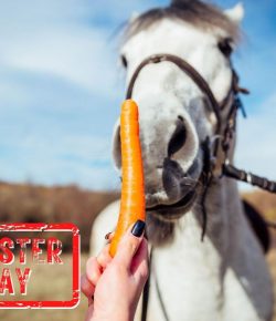 Mythbuster Monday: Carrots Can Be Used as a Meal Replacement