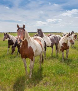Holiday Horse Names: St. Patrick’s Day Paint Horses