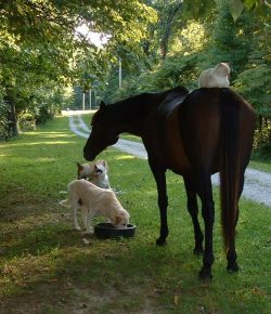 Reader Photo Challenge: Barn Buddies