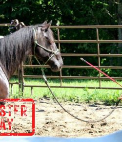 Mythbuster Monday: Desensitizing Horses to Training Aids Makes the Aids Ineffective
