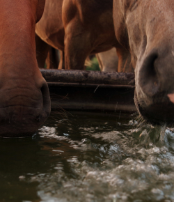 SmartPak Monday Morning Feed: The Hydration Equation