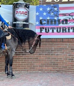 Prioritizing the Horse Over the Title