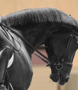 Training in the Right Way: Unraveling the Half Halt