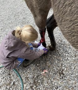 Triple Trouble: Walking the Enchanted Forest of Payco’s Never-Ending Injuries