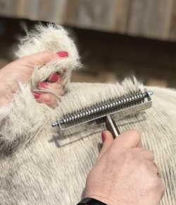 #goriding Grams of the Week