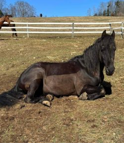 SmartPak Monday Morning Feed: Spring Grooming Supplies