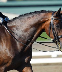 Training in the Right Way: FEI Horses Don’t Grow on Trees…