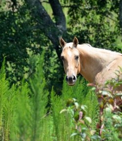 Earth Month: Eco-Friendly Horse Keeping