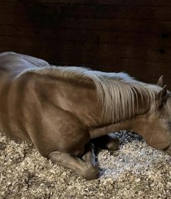 Reader Photo Challenge: Sleepy Horses