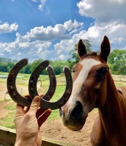Thoroughbred Logic, Presented by Kentucky Performance Products: DIY Farrier Work