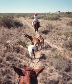 Happy Mother’s Day, Horse Nation.