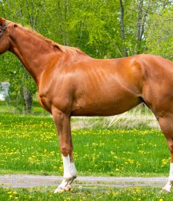 Thoroughbred Logic, Presented by Kentucky Performance Products: Decoding Sales Videos