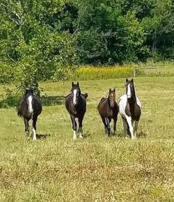 Reader Photo Challenge: The Herd