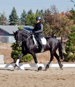 Training in the Right Way: Ask the Trainer – My Horse Isn’t Forward