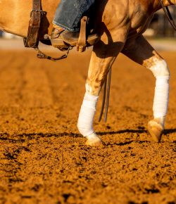 Riding on the Right Surface: Footing Considerations with Your Horse’s Health in Mind