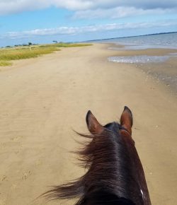 Reader Photo Challenge: Between the Ears