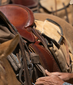 Why Horses Lay Down When Saddled: Understanding the Vasovagal Response