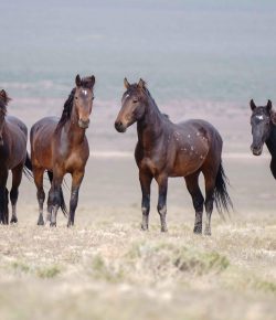 Congress Launches First-Ever Wild Horse Caucus to Protect America’s Iconic Mustangs & Burros