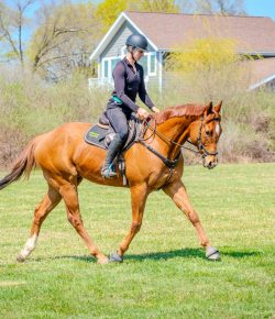 Thoroughbred Logic, Presented by Kentucky Performance Products: Five Thoroughbred-Approved Pieces of Tack