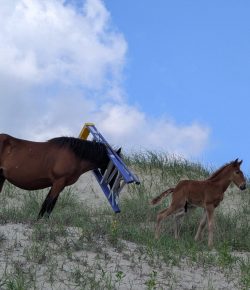 In the News: Chaos Is a Ladder