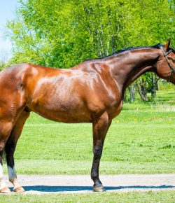 Thoroughbred Logic, Presented by Kentucky Performance Products: Nutritional Boosters