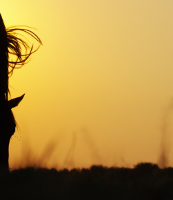 7 Summer Turnout Tricks From Kentucky Performance Products