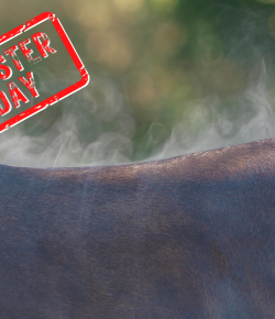 Mythbuster Monday: Horses Pant When They’re Hot