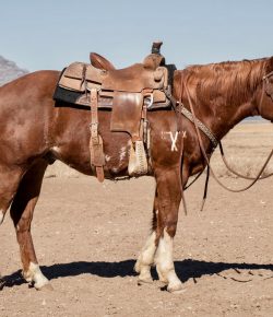 Holiday Horse Names: Father’s Day Paint Horses