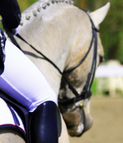 Training in the Right Way: Why We Don’t Pull in Dressage