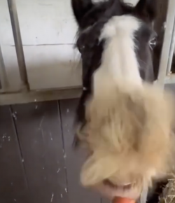 Tuesday Video: Horse Mustache
