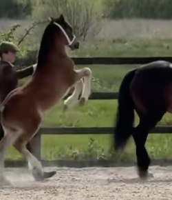 Tuesday Video: Foal Handler