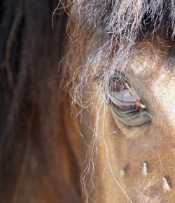 5 Ways to Keep the Flies at Bay, Presented by Ecovet