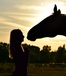When Is It Too Hot to Ride Your Horse? By Kentucky Performance Products