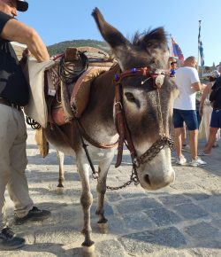 Horses of Greece: Hydra Horsepower