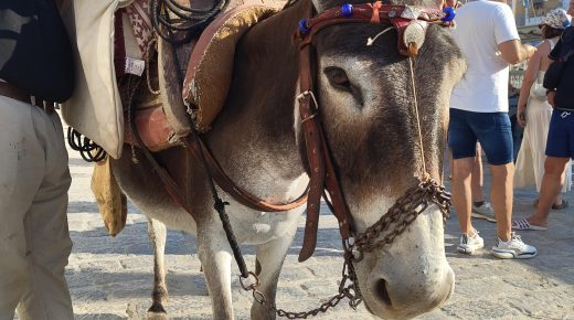 Horses of Greece: Hydra Horsepower