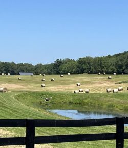 Reader Photo Challenge: Hay Day