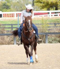 Let’s Discuss: Experience vs. “Experience” & Why Years in the Saddle Don’t Always Equal Horsemanship