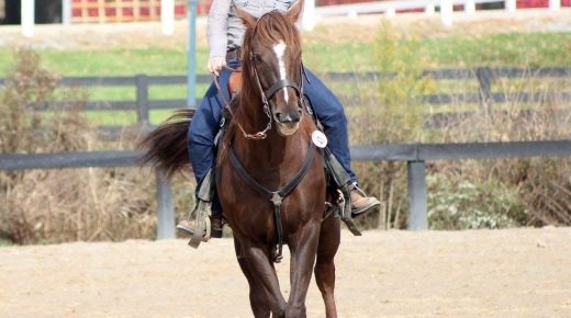 Let’s Discuss: Experience vs. “Experience” & Why Years in the Saddle Don’t Always Equal Horsemanship