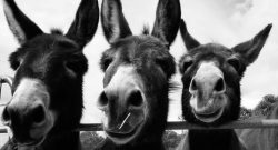Reader Photo Challenge: Black and White Photos
