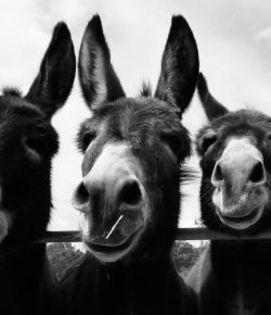 Reader Photo Challenge: Black and White Photos