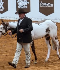 Holiday Horse Names: Independence Day Paint Horses
