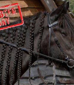 Mythbuster Monday: Using Electrical Tape to Braid Manes Is Better for the Horse’s Hair